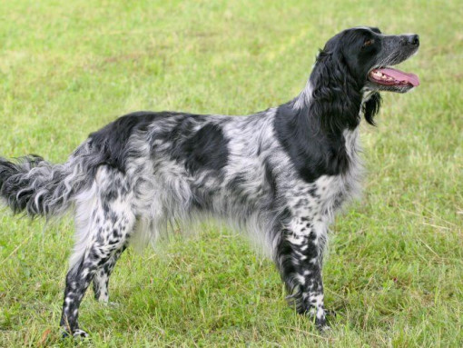 Мюнстерлендер стоит на траве