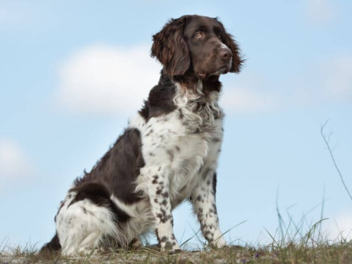 Мюнстерландер стоит на траве теплым летним утром