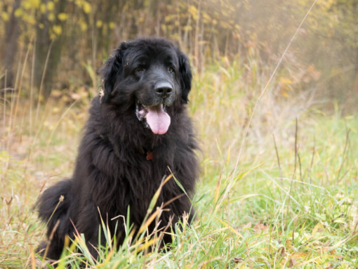 Ньюфаундленд стоит в лесу