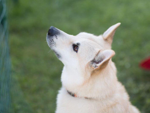 Норвежский Бухунд стоит во дворе и смотрит вперед