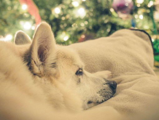 Норвежский Бухунд дремлет возле елки