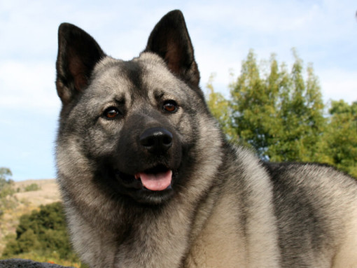 Норвежский элкхаунд гуляет по лесу