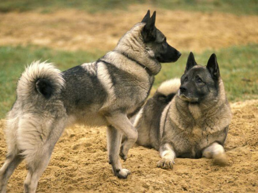 Два норвежских элкхаунда играют друг с другом на траве