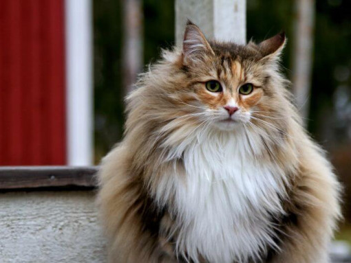 Норвежский лесной кот стоит во дворе