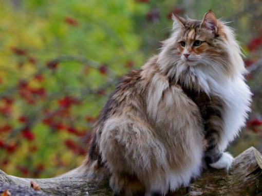 Норвежский лесной кот лазает по деревьям