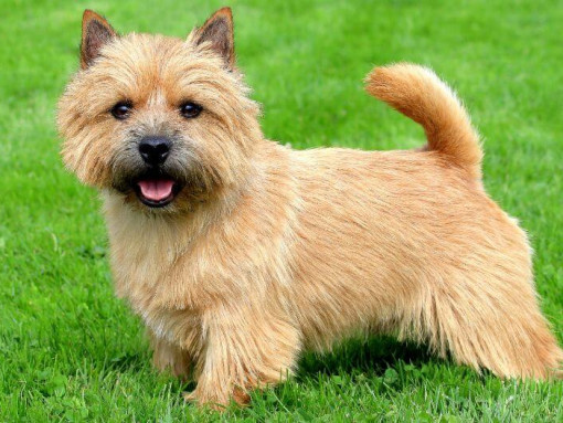 Терьер стоит на траве