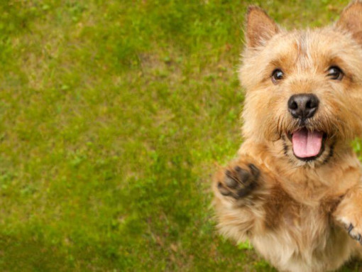 Терьер прыгает к камере