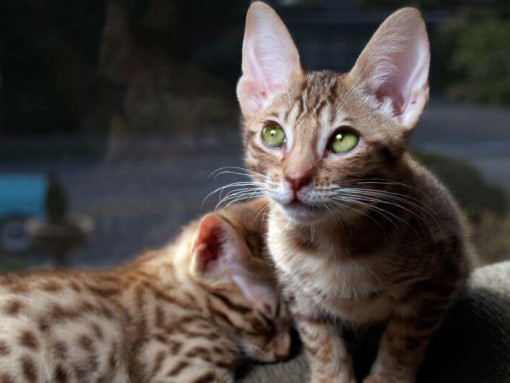 Два котенка оцикета готовятся ко сну