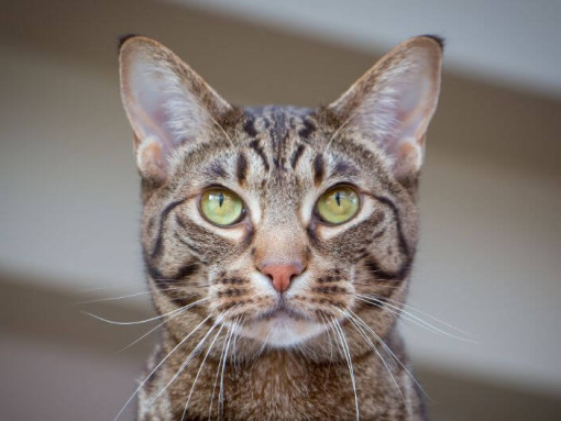 Оцикет задумчиво смотрит на что-то