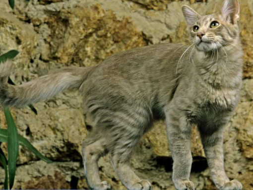 Ориентальная длинношерстная кошка играет в саду