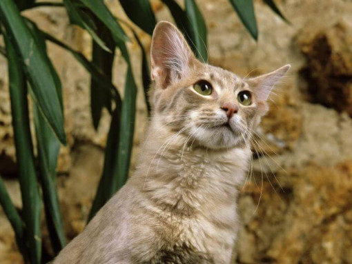 Восточный длинноволосый кот стоит рядом с цветочным горшком