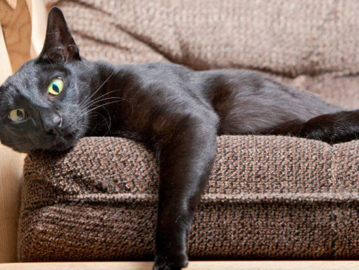 Ориентальная короткошерстная кошка лежит на диване