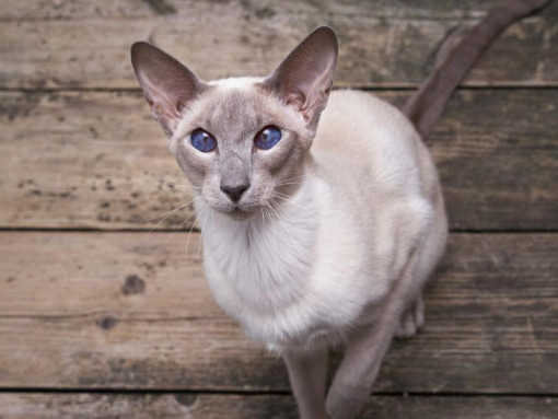 Ориентальная короткошерстная кошка смотрит на кого-то