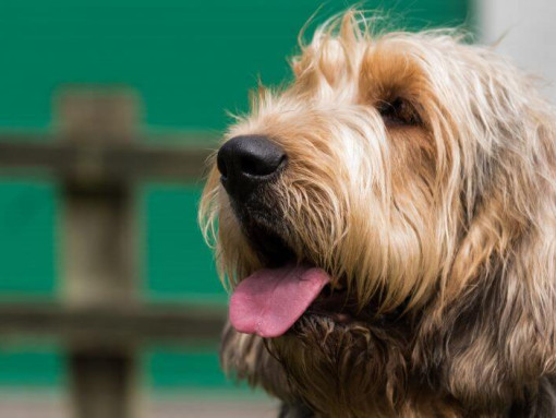 Оттерхаунд смотрит вдаль