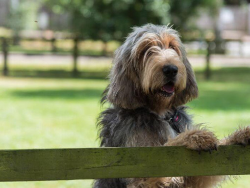 Оттерхаунд опирается на забор