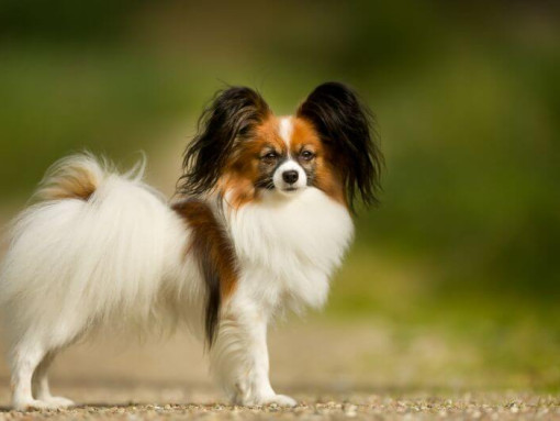 Папийон стоит в парке