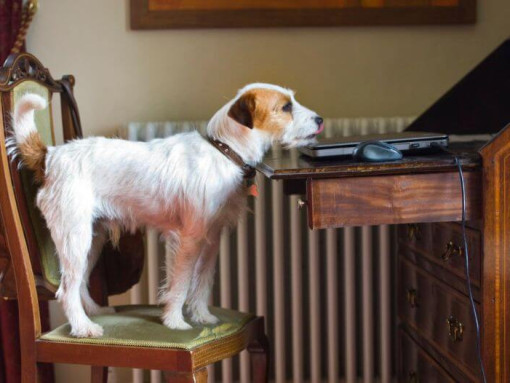Парсон Рассел Терьер на стуле