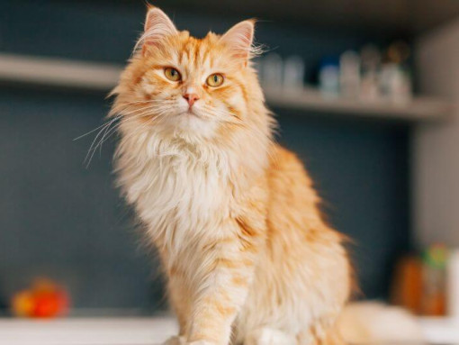 Персидский длинноволосый кот стоит на кухне