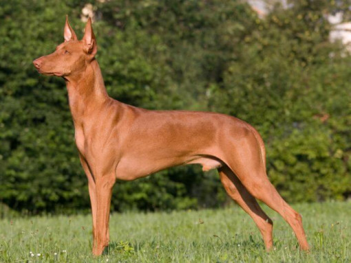 Фараонова собака стоит перед кустами