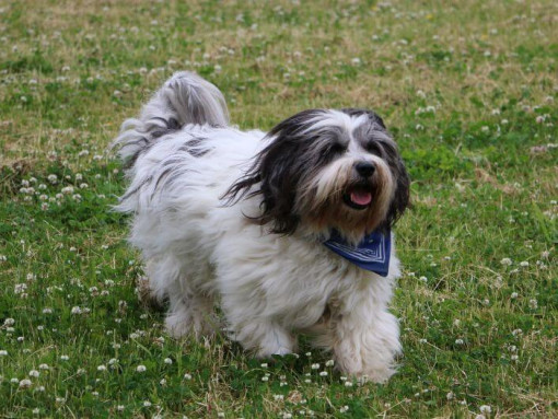 Польская низинная овчарка играет во дворе