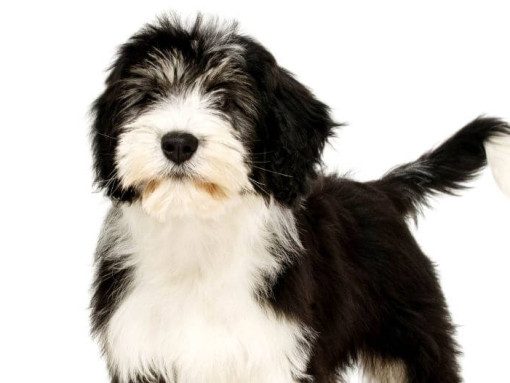 Польская низинная овчарка стоит и смотрит вперед