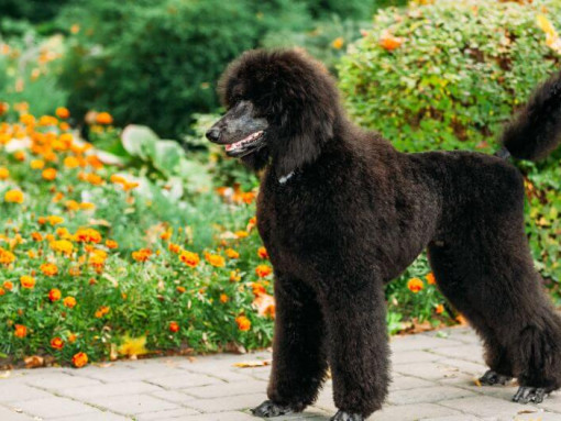 Черный пудель (Стандарт) гуляет в саду