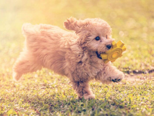 Пудель Той играет и прыгает в саду теплым летним днем
