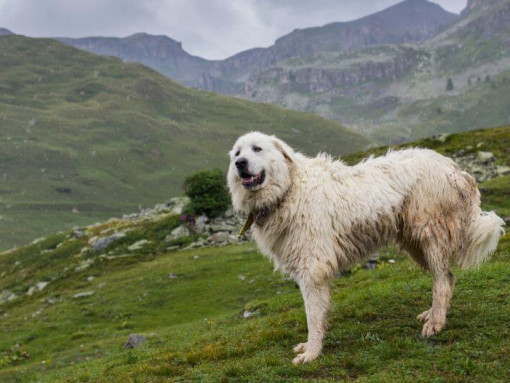 Пиренейский зенненхунд стоит возле горных склонов