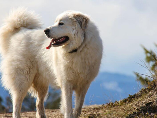 Пиренейский зенненхунд гуляет возле горы