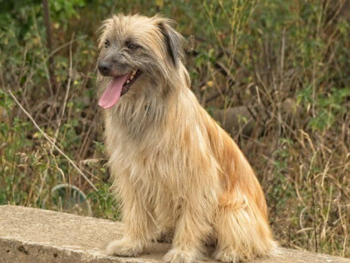 Пиренейская овчарка стоит в саду