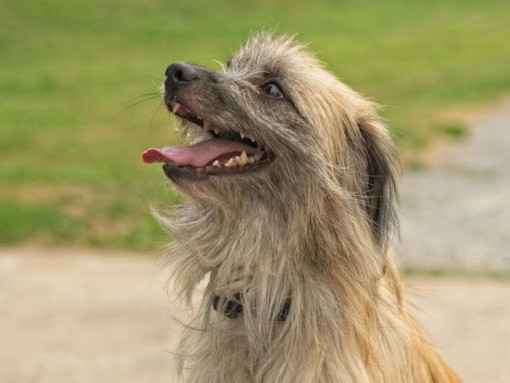 Пиренейская овчарка играет в саду