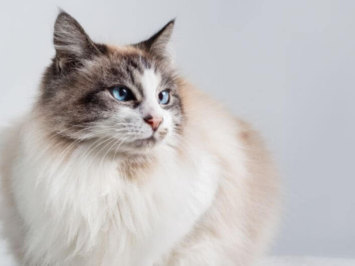 Кошка Рэгдолл отдыхает