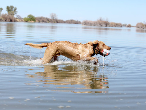 Чесапик-бей-ретривер в воде