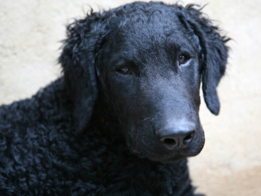 Черный курчавошерстный ретривер наблюдает