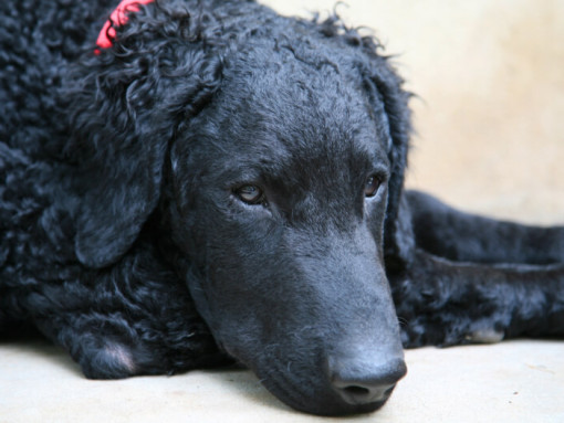 Курчавошерстный ретривер с красным ошейником лежит