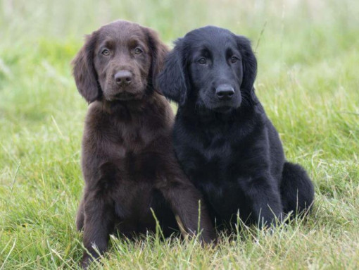 Щенки гладкошерстного ретривера черно-коричневого окраса