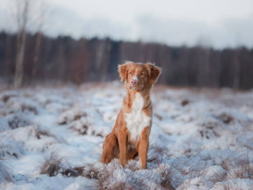 Ретривер стоит в снегу