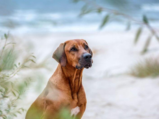 Родезийский риджбек на пляже