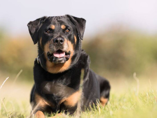 Ротвейлер лежит в траве