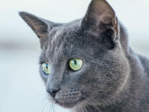 Русская голубая кошка смотрит на кого-то