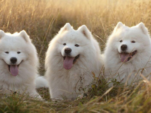 Три самоедские собаки лежат в поле