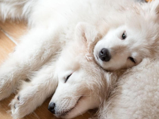 Две самоедские собаки спят