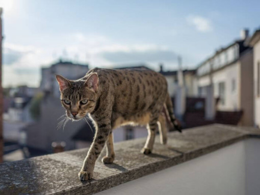 Кошка Саванна гуляет по балкону