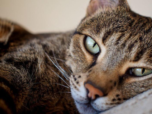 Кошка Саванна готовится ко сну