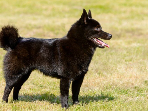 Шипперке стоит на траве