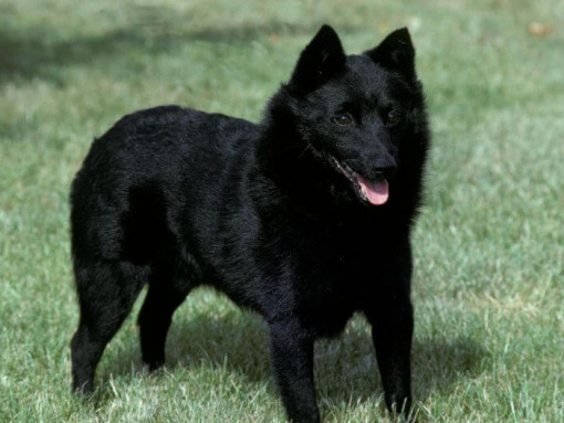 Шипперке стоит на траве и смотрит вперед