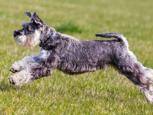 Миттельшнауцер играет и прыгает по траве