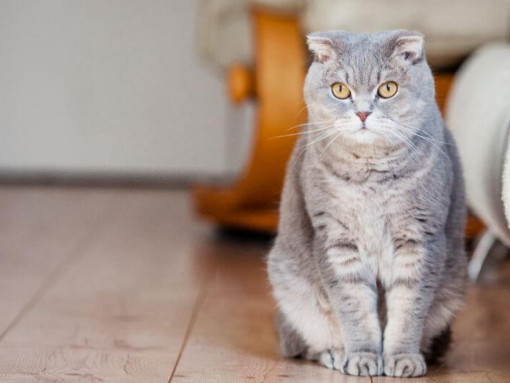 Шотландская вислоухая кошка