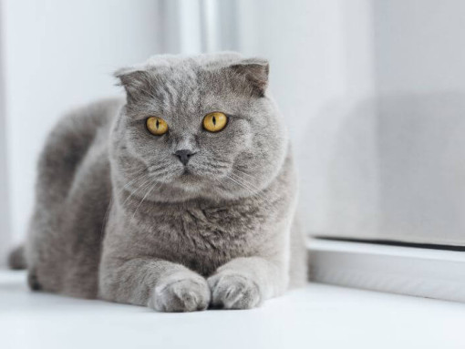 Скоттиш фолд