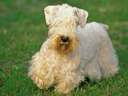 Силихем-терьер играет в саду